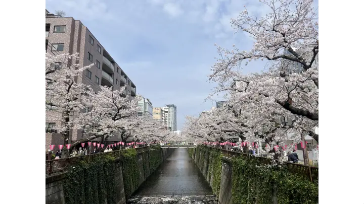 目黒川桜
