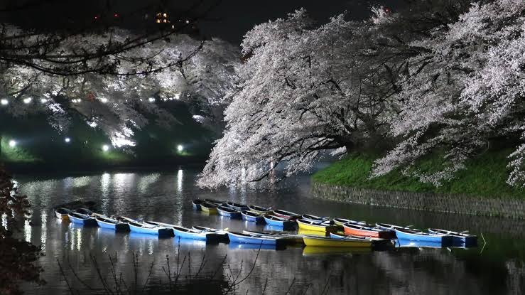 千鳥ヶ淵桜